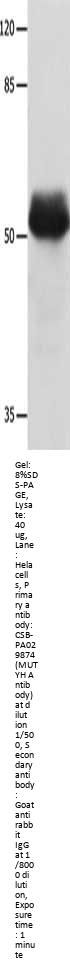 MUTYH Antibody