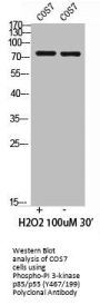 Phospho-PIK3R1/PIK3R3 (Y467/199) Antibody
