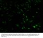 PLCB2 Antibody