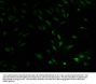 PLCB2 Antibody