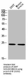 Phospho-YWHAQ (S232) Antibody