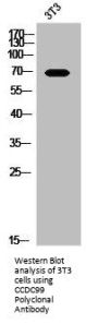 SPDL1 Antibody