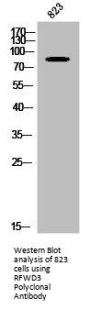 RFWD3 Antibody
