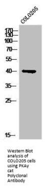 PRKACG Antibody