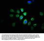 PRMT1 Antibody