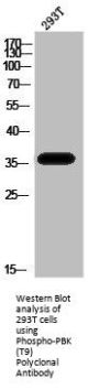 Phospho-PBK (T9) Antibody