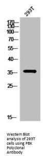PBK Antibody