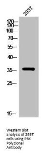 PBK Antibody