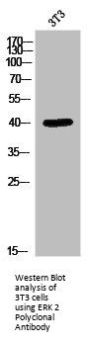 MAPK1 Antibody