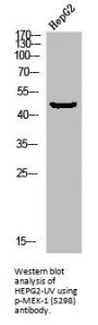 Phospho-MAP2K1 (S298) Antibody