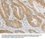 ZWINT Antibody
