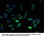 EXTL3 Antibody