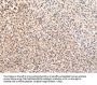 RERE Antibody