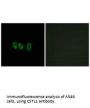 CSTL1 Antibody