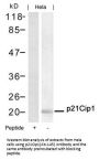 CDKN1A (Ab-145) Antibody