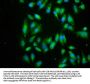 EIF3I Antibody