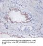 DAD1 Antibody