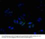 DAD1 Antibody