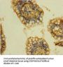 CLTB Antibody