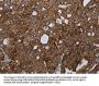 HMGCR Antibody