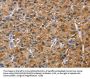 NCR3 Antibody