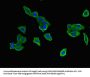 DNAJB6 Antibody