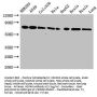 HSPA8 Antibody