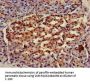HSPA8 Antibody