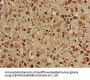 HSPA8 Antibody