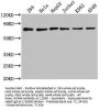 HSPA8 Antibody