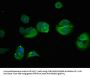 PHGDH Antibody