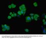 PHGDH Antibody