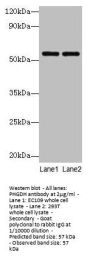 PHGDH Antibody