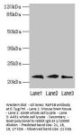 RAP1B Antibody