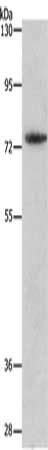 MMP15 Antibody