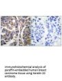 KRT20 Antibody