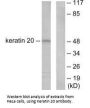 KRT20 Antibody