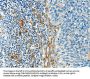 Rabbit anti-human DIO2 polyclonal antibody