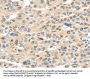 HAUS7 Antibody