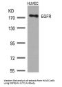 EGFR (Ab-1172) Antibody