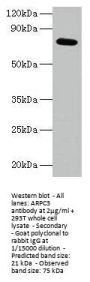 ARPC3 Antibody