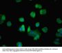 ARPC3 Antibody