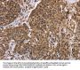 EDN2 Antibody