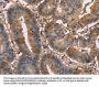 EDN2 Antibody