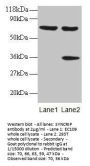 SYNCRIP Antibody