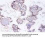 SYNCRIP Antibody