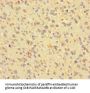 BMI1 Antibody