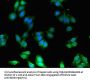 FEZ1 Antibody