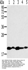 RNF5 Antibody