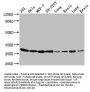 BCAP31 Antibody